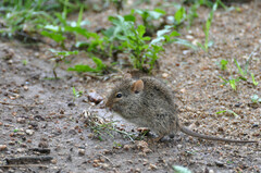 Arvicanthis niloticus