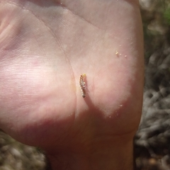 Thaumetopoea pityocampa