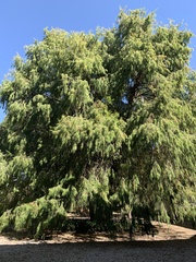 Taxodium mucronatum