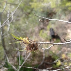 Thaumetopoea pityocampa