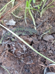 Triturus marmoratus