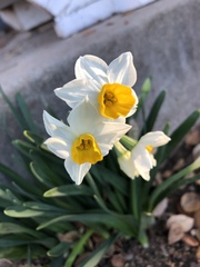 Narcissus tazetta