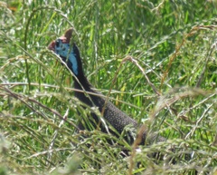 Numida meleagris coronatus