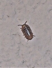 Armadillidium vulgare