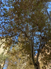 Platanaceae