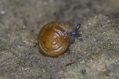 Microcystina