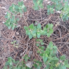 Teucrium