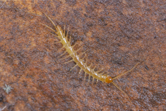 Lithobiidae