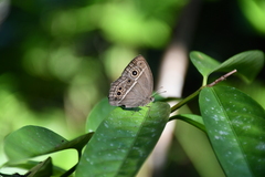 Mycalesis mineus