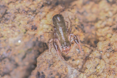 Chthoniidae