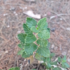 Teucrium