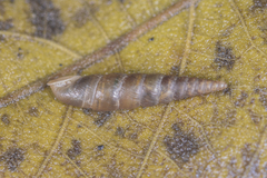 Euphaedusa aculus