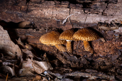 Leucopholiota