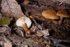 Leucopholiota