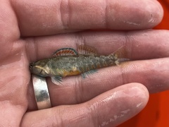 Etheostoma lepidum