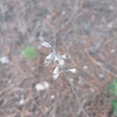 Teucrium