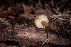 Leucopholiota