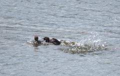 Tachybaptus ruficollis capensis