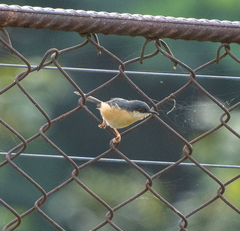 Prinia socialis