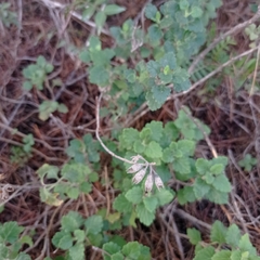 Teucrium