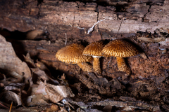 Leucopholiota