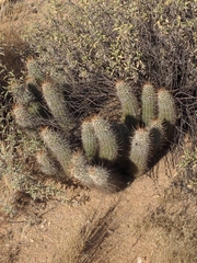 Echinocereus engelmannii