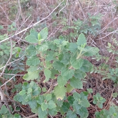 Teucrium