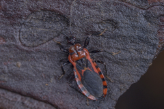 Haematoloecha nigrorufa