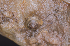 Kaliella depressa