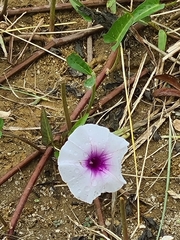 Ipomoea aquatica