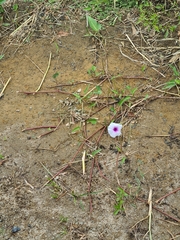 Ipomoea aquatica