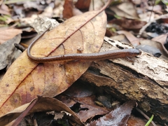 Eurycea quadridigitata