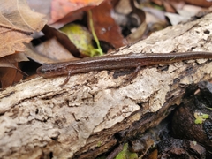 Eurycea quadridigitata