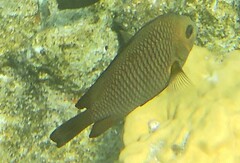 Dascyllus trimaculatus