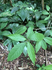 Terminalia acuminata