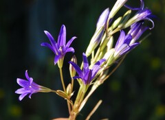 Brodiaea terrestris kernensis