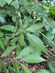 Terminalia acuminata