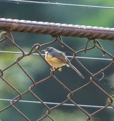 Prinia socialis
