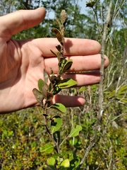 Lyonia fruticosa