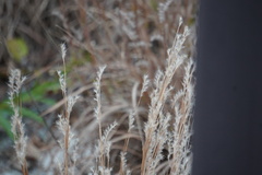 Schizachyrium littorale