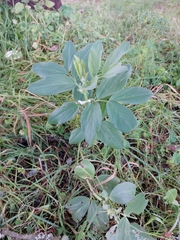 Vicia faba
