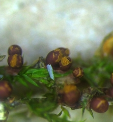 Trichia botrytis