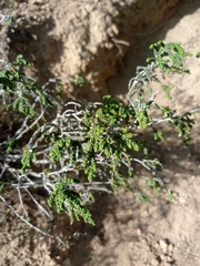 Thymelaea