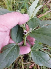Vicia faba