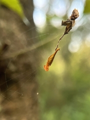 Arachnura