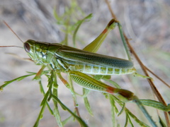 Hesperotettix viridis