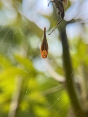 Arachnura