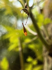 Arachnura