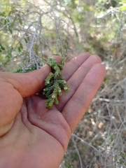Thymelaea