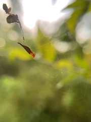 Arachnura